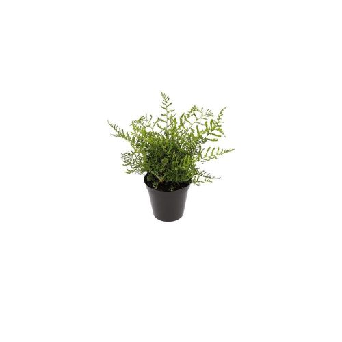 Dryopteris filix-mas ‘Linearis Polydactila’ – erdei pajzsika 11cm-es cserépben
