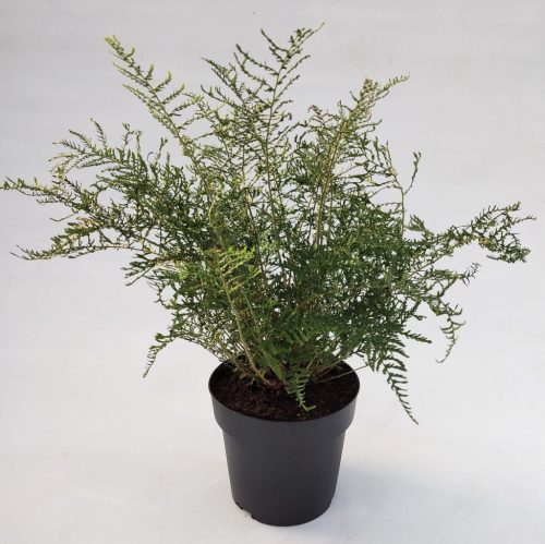 Dryopteris filix-mas ‘Linearis Polydactila’ – erdei pajzsika 