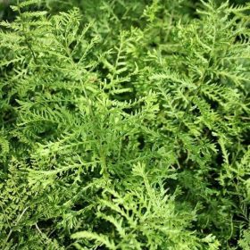   Dryopteris filix-mas 'Linearis Polydactyla' – Erdei pajzsika
