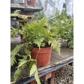 Dryopteris filis mas - Erdei pajzsika