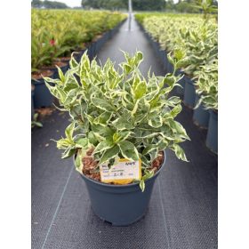   Diervilla sessilifolia 'Cool Splash' – Sárgalonc