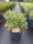 Diervilla sessilifolia 'Cool Splash' – Sárgalonc