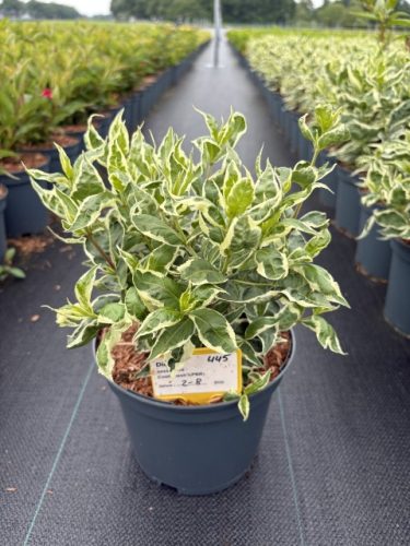 Diervilla sessilifolia 'Cool Splash' – Sárgalonc