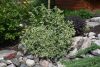 Diervilla sessilifolia 'Cool Splash' – Sárgalonc