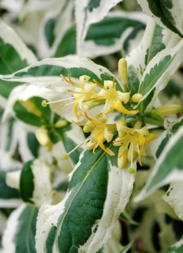 Diervilla sessilifolia 'Cool Splash' – Sárgalonc