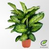 Dieffenbachia seguine 'Maroba' - Nagylevelű buzogányvirág