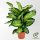 Dieffenbachia seguine 'Maroba' - Nagylevelű buzogányvirág