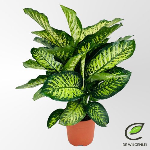 Dieffenbachia seguine 'Maroba' - Nagylevelű buzogányvirág