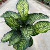 Dieffenbachia seguine 'Maroba' - Nagylevelű buzogányvirág