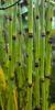 Equisetum americanum - Amerikai zsurló