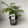 Euonymus alatus 'Compactus' - szárnyas kecskerágó