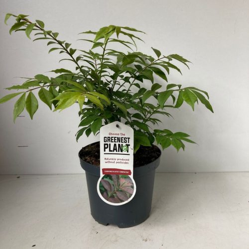 Euonymus alatus 'Compactus' - szárnyas kecskerágó
