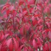 Euonymus alatus 'Compactus' - szárnyas kecskerágó