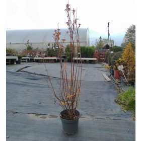 Enkianthus campanulatus - csengőbojt