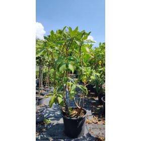   Edgeworthia chrysantha 'Grandiflora' – Illatos virágú japán papírcserje