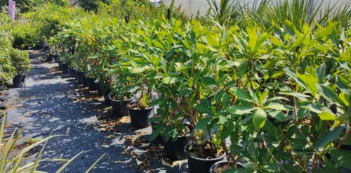 Edgeworthia chrysantha 'Grandiflora' – Illatos virágú japán papírcserje