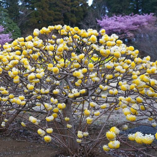 Edgeworthia chrysantha 'Grandiflora' – Illatos virágú japán papírcserje