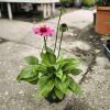  Echinacea - Kasvirág