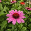  Echinacea - Kasvirág