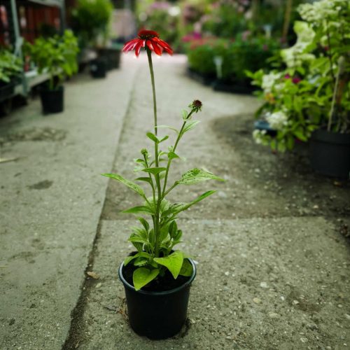 Echinacea - Kasvirág