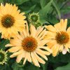 Echinacea 'Aloha' - Kasvirág