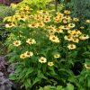 Echinacea 'Aloha' - Kasvirág