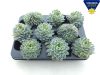 Echeveria elegans - Amerikai kövirózsa