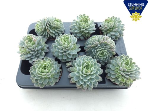 Echeveria elegans - Amerikai kövirózsa