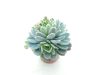Echeveria elegans - Amerikai kövirózsa