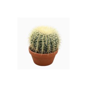 Echinocactus grusonii - Óriás Sünkaktusz