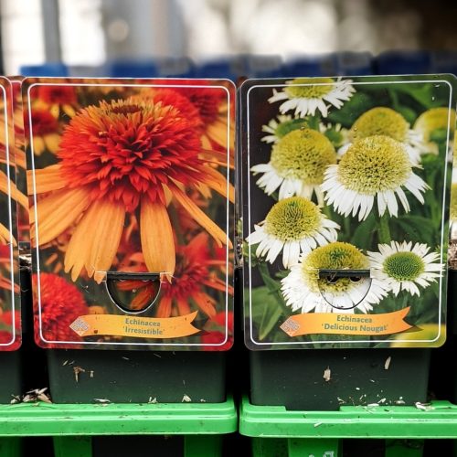 Echinacea purpurea Mix - Kasvirág