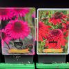 Echinacea purpurea Mix - Kasvirág