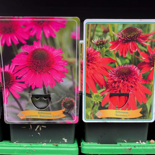 Echinacea purpurea Mix - Kasvirág