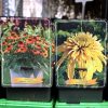 Echinacea purpurea Mix - Kasvirág