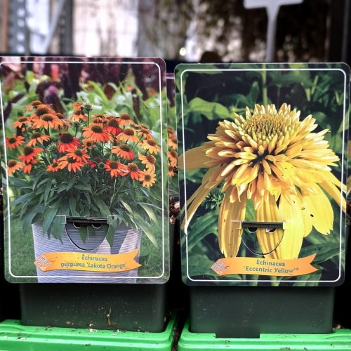 Echinacea purpurea Mix - Kasvirág