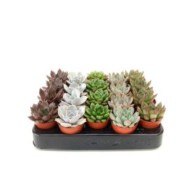 Echeveria mix - Kövirózsa