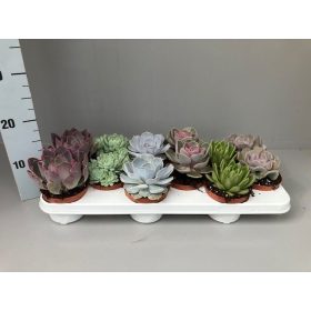 Echeveria - Kövirózsa