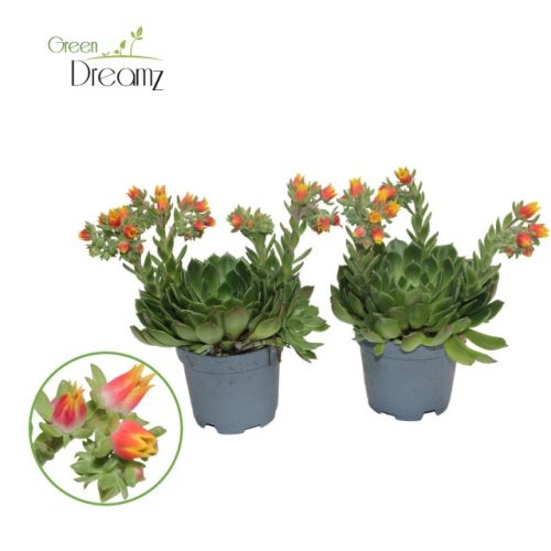 Echeveria Setosa - Amerikai Kövirózsa