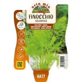 Foeniculum vulgare - Édeskömény