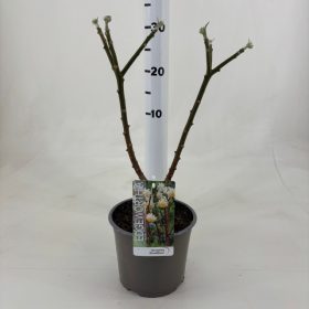   Edgeworthia chrysantha 'Grandiflora' – Illatos virágú japán papírcserje