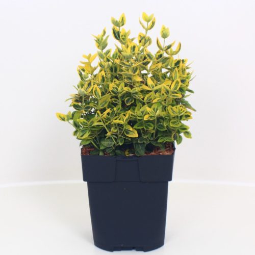 Euonymus fprtunei 'Emerald Gold' - Kis levelű kecskerágó