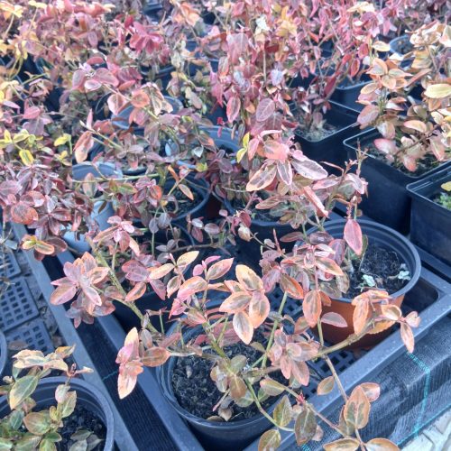 Euonymus Emerald Gold - Kis levelű kecskerágó