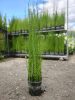 Equisetum fluviatile - Iszap zsurló