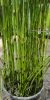 Equisetum fluviatile - Iszap zsurló
