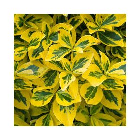   Euonymus fortunei 'Emerald 'n gold' - Arany-tarka levelű kúszó kecskerágó