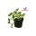 Epipremnum pinnatum -Futóka - N'joy