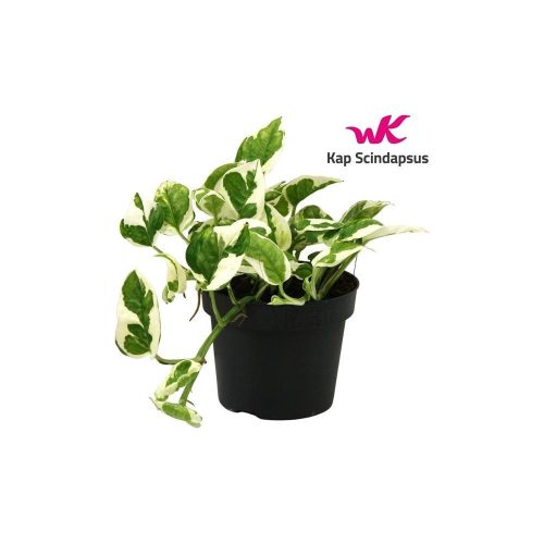 Epipremnum pinnatum -Futóka - N'joy
