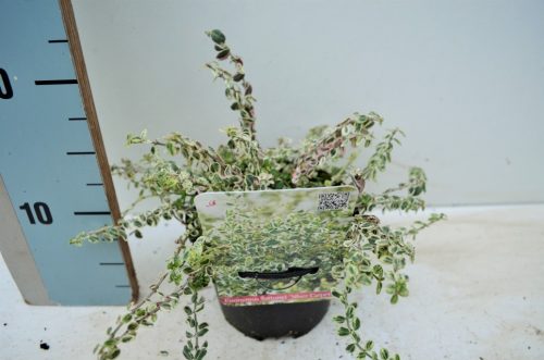 Euonymus fortunei 'Silver Carpet' – Kúszó kecskerágó