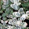 Euonymus fortunei 'Silver Carpet' – Kúszó kecskerágó