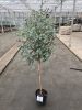Eucalyptus gunnii – Eukaliptusz (törzses)